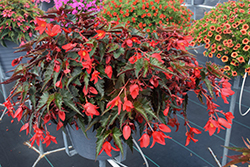 Mistral Dark Red Begonia (Begonia boliviensis 'KLEBG14477') at Lakeshore Garden Centres