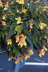Mistral Yellow Begonia (Begonia boliviensis 'KLEBG16495') at Lakeshore Garden Centres