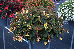 Mistral Yellow Begonia (Begonia boliviensis 'KLEBG16495') at A Very Successful Garden Center