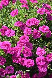 MiniFamous Neo Double Purple Calibrachoa (Calibrachoa 'KLECA14276') at A Very Successful Garden Center