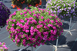 MiniFamous Neo Double Purple Calibrachoa (Calibrachoa 'KLECA14276') at A Very Successful Garden Center