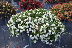 MiniFamous Neo Double White Calibrachoa (Calibrachoa 'KLECA22893') at A Very Successful Garden Center