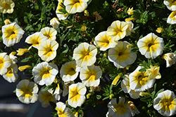MiniFamous Uno White Gold Calibrachoa (Calibrachoa 'KLECA22901') at A Very Successful Garden Center