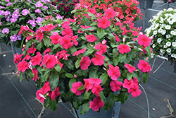 Valiant Punch Vinca (Catharanthus roseus 'Valiant Punch') at A Very Successful Garden Center