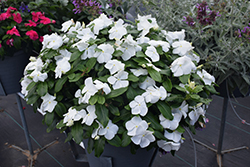 Titan Pure White Vinca (Catharanthus roseus 'Titan Pure White') at A Very Successful Garden Center