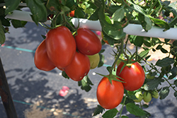 Bellatrix Tomato (Solanum lycopersicum 'Bellatrix') at A Very Successful Garden Center
