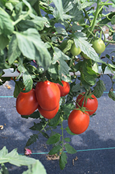 Little Napoli Tomato (Solanum lycopersicum 'Little Napoli') at A Very Successful Garden Center