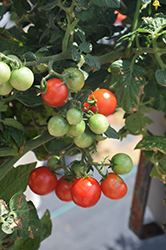 Little Bing Tomato (Solanum lycopersicum 'Little Bing') at A Very Successful Garden Center