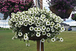 Surdiva White Fan Flower (Scaevola aemula 'Surdiva White') at A Very Successful Garden Center