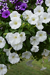 Supertunia Mini Vista White Petunia (Petunia 'USTUN87002') at Lakeshore Garden Centres
