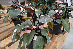 Prismacolor Pink Princess Philodendron (Philodendron 'Pink Princess') at A Very Successful Garden Center