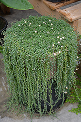 String Of Pearls (Senecio rowleyanus) at A Very Successful Garden Center