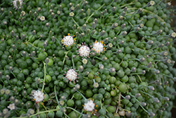 String Of Pearls (Senecio rowleyanus) at A Very Successful Garden Center