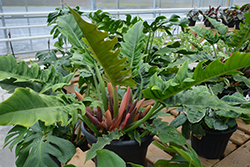 Tree Philodendron (Philodendron selloum) at A Very Successful Garden Center