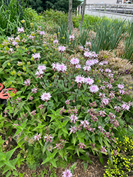 Eastern Beebalm (Monarda bradburiana) at A Very Successful Garden Center