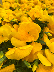 Delta Premium Pure Yellow Pansy (Viola x wittrockiana 'Delta Premium Pure Yellow') at A Very Successful Garden Center