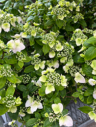 Fairytrail Bride Cascade Hydrangea (Hydrangea 'USHYD0405') at Lakeshore Garden Centres