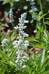 White Flame Salvia (Salvia 'White Flame') at A Very Successful Garden Center