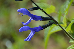 Black & Bloom Sage (Salvia guaranitica 'Black & Bloom') at A Very Successful Garden Center