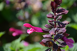 Rockin' Fuchsia Salvia (Salvia 'BBSAL00301') at A Very Successful Garden Center