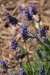 Layla Presto Blue Lavender (Lavandula angustifolia 'Layla Presto Blue') at A Very Successful Garden Center