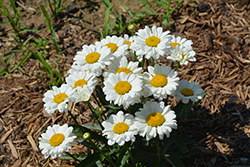 Sweet Daisy Jane Shasta Daisy (Leucanthemum x superbum 'Jane') at Lakeshore Garden Centres
