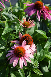 Mooodz Courage Coneflower (Echinacea 'Hilmoocour') at A Very Successful Garden Center