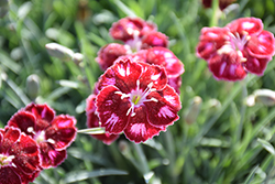 Mountain Frost Ruby Glitter Pinks (Dianthus 'KonD1400K6') at A Very Successful Garden Center