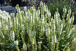 Apex White Meadow Sage (Salvia nemorosa 'Apex White') at Stonegate Gardens