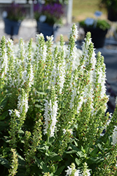 Apex White Meadow Sage (Salvia nemorosa 'Apex White') at Stonegate Gardens