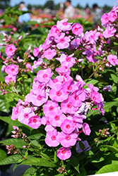Luminary Prismatic Pink Tall Garden Phlox (Phlox paniculata 'Prismatic Pink') at A Very Successful Garden Center