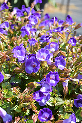 Summer Wave Bouquet Deep Blue Torenia (Torenia 'Summer Wave Bouquet Deep Blue') at A Very Successful Garden Center