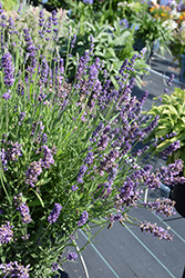 Chill-Out Blue Lavender (Lavandula angustifolia 'Chill-Out Blue') at A Very Successful Garden Center