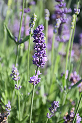 Chill-Out Blue Lavender (Lavandula angustifolia 'Chill-Out Blue') at Stonegate Gardens