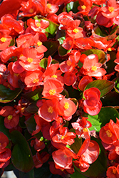 Super Cool Red Begonia (Begonia 'Super Cool Red') at A Very Successful Garden Center