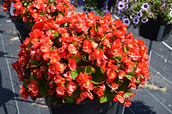 Super Cool Red Begonia (Begonia 'Super Cool Red') at A Very Successful Garden Center