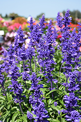 Icon Dark Blue Salvia (Salvia 'Icon Dark Blue') at Lakeshore Garden Centres
