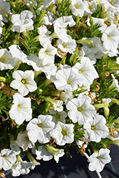 Durabloom White Petunia (Petunia 'Durabloom White') at A Very Successful Garden Center