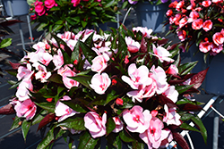 Petticoat Cherry Blossom New Guinea Impatiens (Impatiens 'Petticoat Cherry Blossom') at Lakeshore Garden Centres