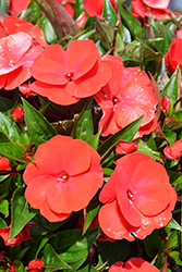 Petticoat True Red Magnum New Guinea Impatiens (Impatiens 'Petticoat True Red') at A Very Successful Garden Center