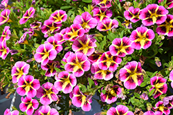 MiniFamous Neo Pink Hawaii Calibrachoa (Calibrachoa 'KLECA20810') at A Very Successful Garden Center