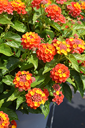 Shamrock Orange Flame Lantana (Lantana 'Balshamorfim') at A Very Successful Garden Center