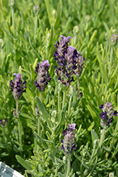 Castilliano 2.0 Lilac Spanish Lavender (Lavandula stoechas 'Castilliano 2.0 Lilac') at Lakeshore Garden Centres