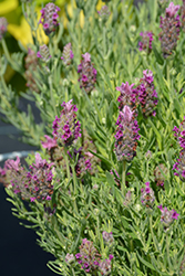 Castilliano 2.0 Rose Spanish Lavender (Lavandula stoechas 'Castilliano 2.0 Rose') at Lakeshore Garden Centres