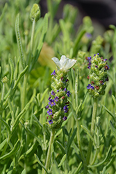 Castilliano 2.0 White Spanish Lavender (Lavandula stoechas 'Castilliano 2.0 White') at Lakeshore Garden Centres