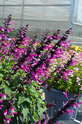 Unplugged Pink Salvia (Salvia 'Unplugged Pink') at A Very Successful Garden Center