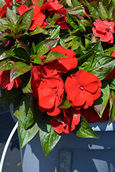 Petticoat Dark Red New Guinea Impatiens (Impatiens 'Petticoat Dark Red') at A Very Successful Garden Center