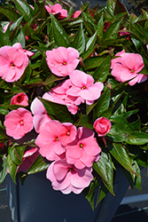 Petticoat Pink New Guinea Impatiens (Impatiens 'Petticoat Pink') at A Very Successful Garden Center