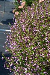 Pink Shimmer Cuphea (Cuphea ramosissima 'PAS1303307') at Lakeshore Garden Centres