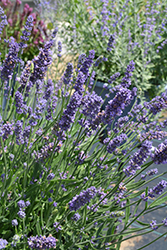 Layla Blue Lavender (Lavandula angustifolia 'Layla Blue') at A Very Successful Garden Center